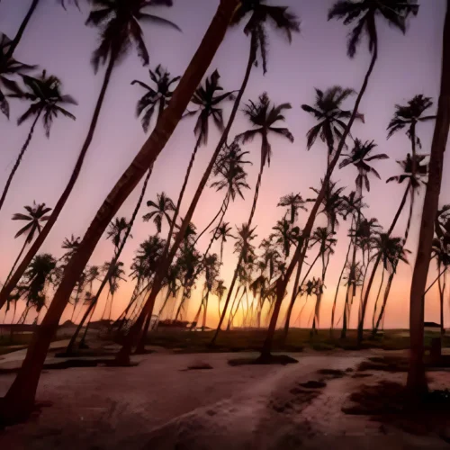 Salalah City Tour – Culture, Markets & Modern Life