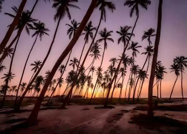 Salalah City Tour – Culture, Markets & Modern Life