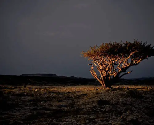 East Salalah & Mirbat Full-Day Tour Package