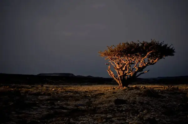 East Salalah & Mirbat Full-Day Tour Package